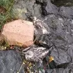 küçükçekmece martı ölümleri