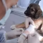 Küçükçekmece veteriner klinikleri