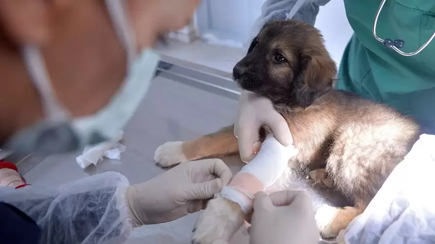 Küçükçekmece veteriner klinikleri